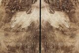 Petrified Wood Bookends - Oregon #195178-2
